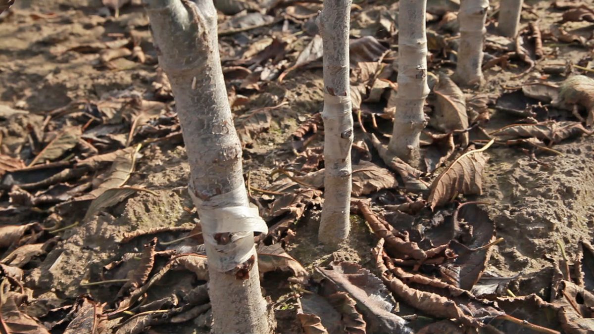 Variety & Rootstock Tracking